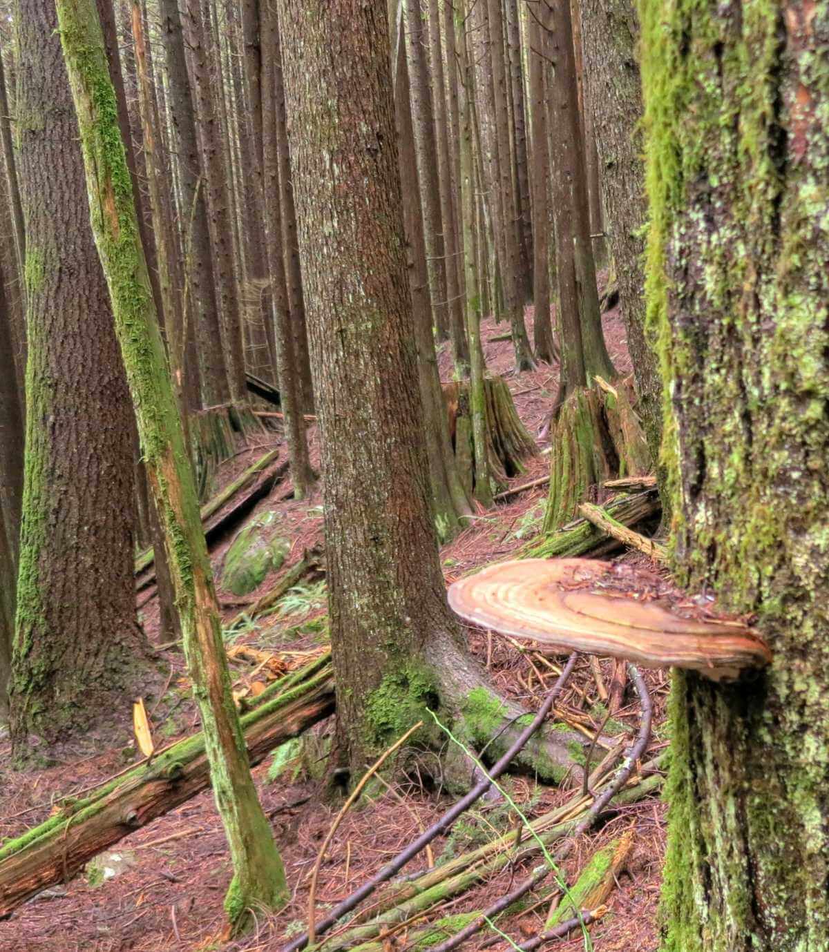 Ganoderma Applanatum
