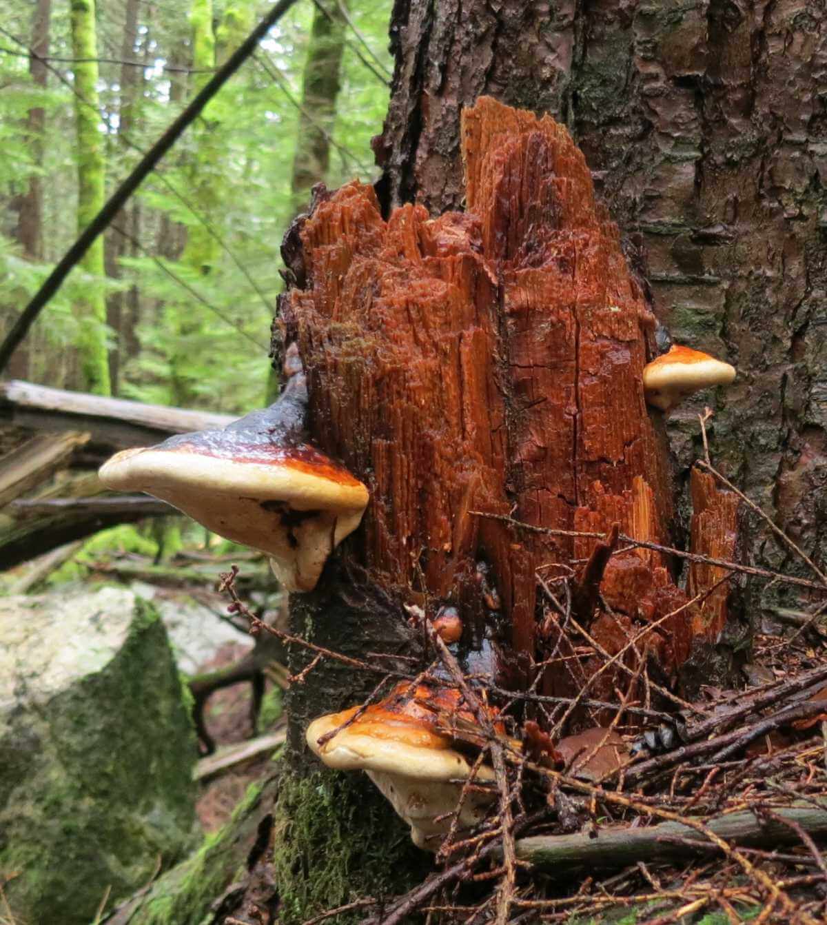 Fomitopsis Pinicola
