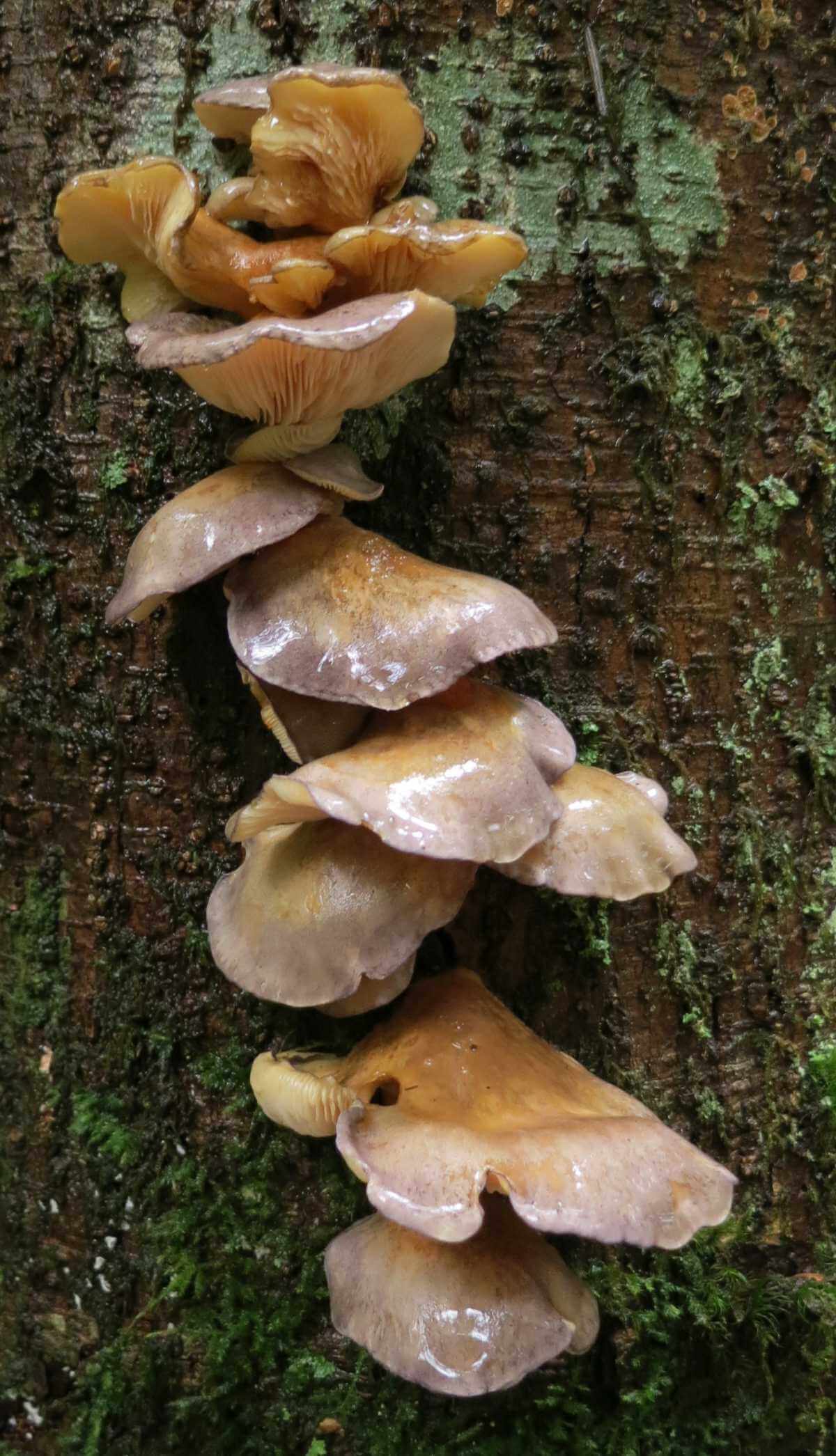 Pleurotus