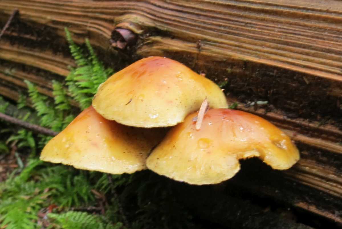 Galerina Marginata