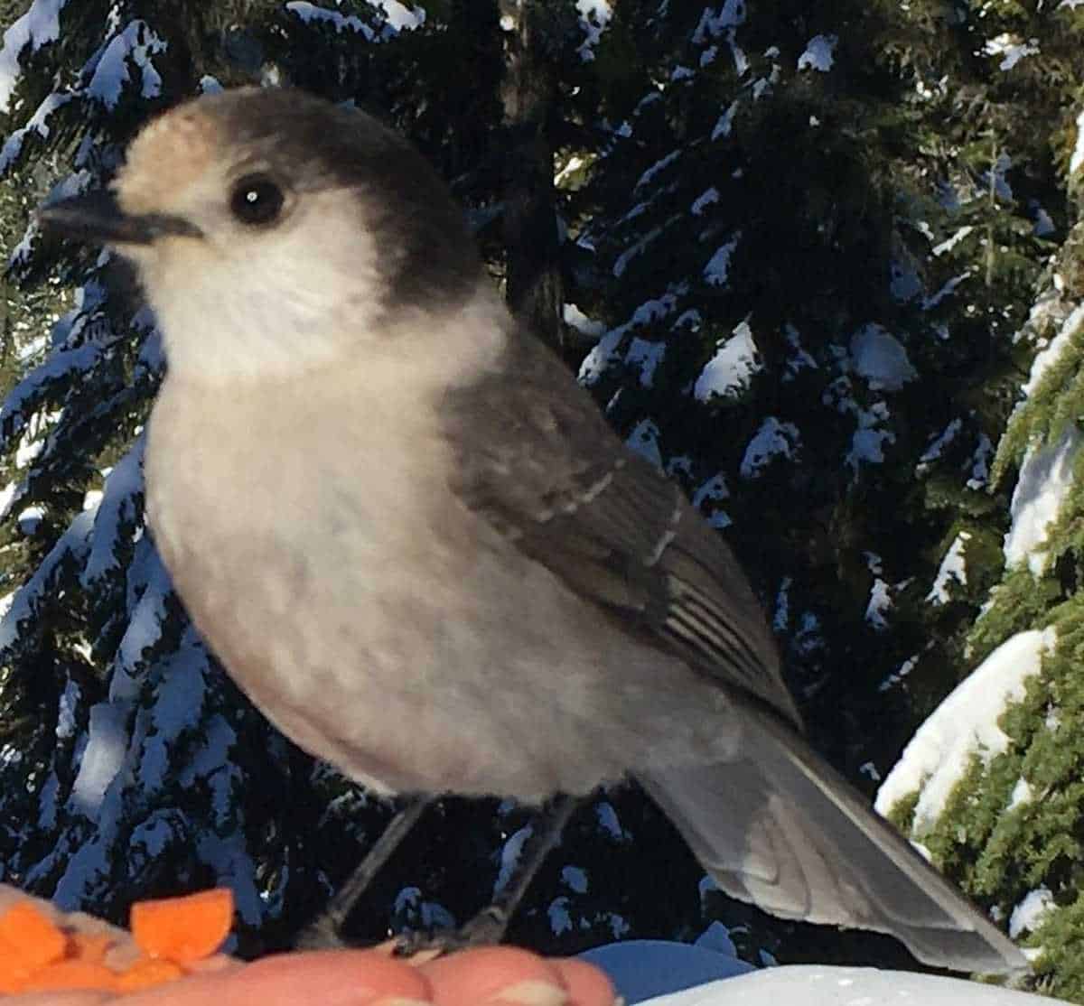Canada Jay